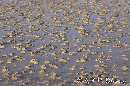 odsłonięte dno w czasie odpływu, wyspaTerschelling, Wyspy Fryzyjskie, Holandia, Waddensee, kopczyki nereid