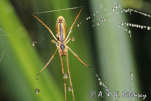 Tetragnatha montana, kwadratnik długonogi, Bieszczady