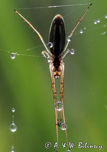 Tetragnatha montana, kwadratnik długonogi, Bieszczady
