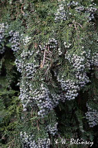 tuja, thuja, żywotnik
