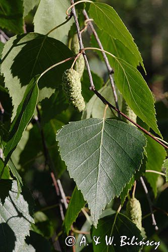 topola Populus