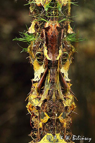 Totem naturalnie