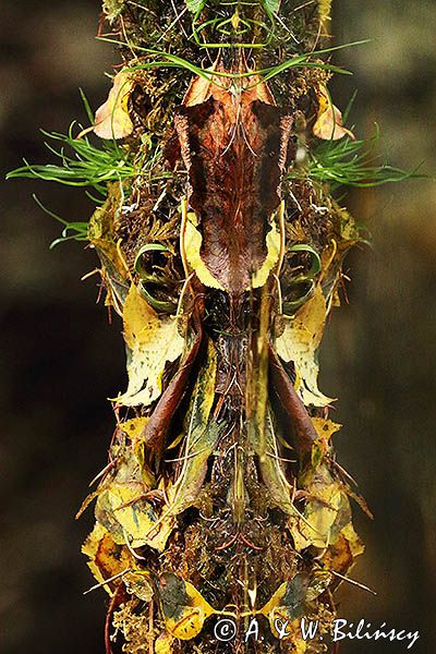 Totem naturalnie