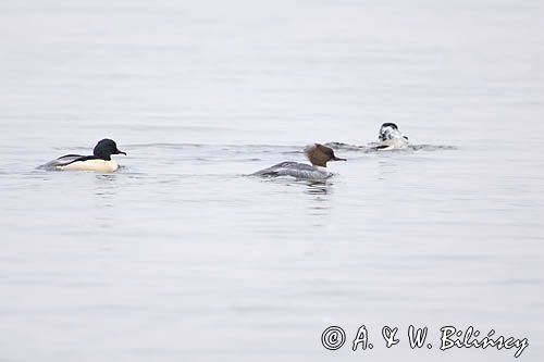 tracze nurogęś Mergus merganser