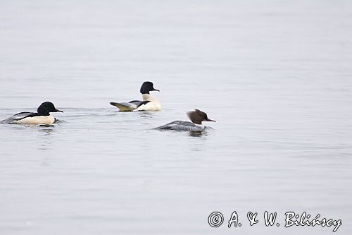tracze nurogęś Mergus merganser