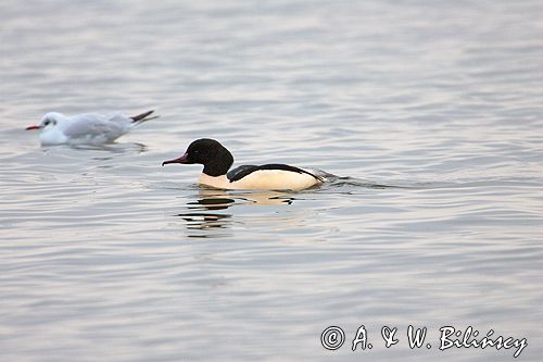 tracz nurogęś Mergus merganser