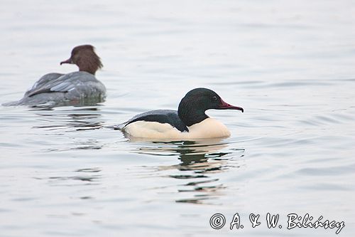 tracz nurogęś Mergus merganser