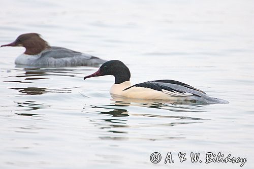 tracz nurogęś Mergus merganser