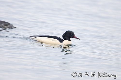 tracz nurogęś Mergus merganser