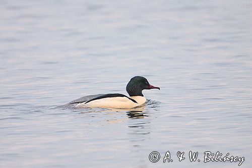 tracz nurogęś Mergus merganser