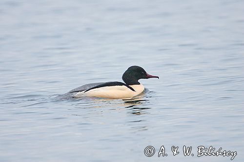 tracz nurogęś Mergus merganser