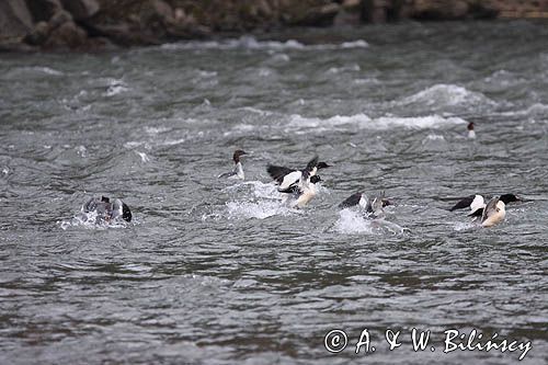 tracze nurogęś Mergus merganser na Sanie