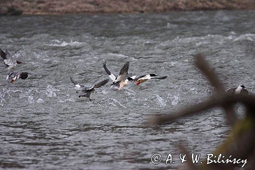 tracze nurogęś Mergus merganser na Sanie