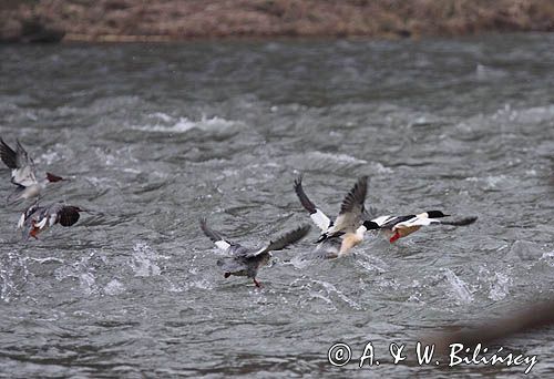 tracze nurogęś Mergus merganser na Sanie