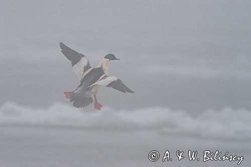 tracz nurogęś Mergus merganser
