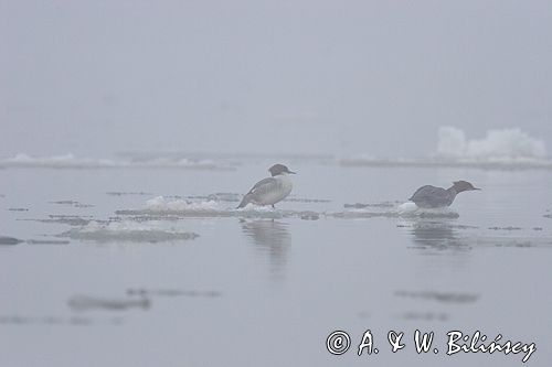 tracz nurogęś Mergus merganser, samica