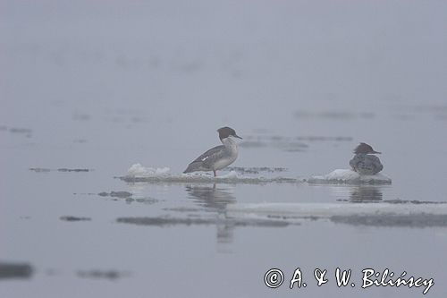 tracz nurogęś Mergus merganser, samica