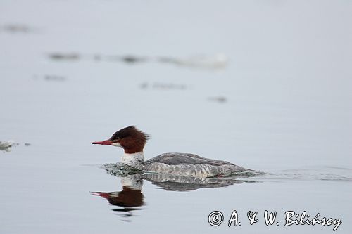 tracz nurogęś Mergus merganser, samica