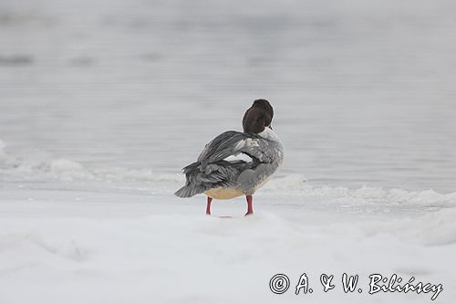tracz nurogęś Mergus merganser, samica