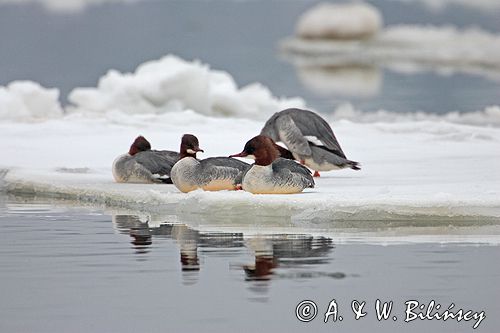 tracz nurogęś Mergus merganser
