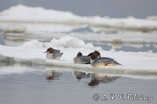 tracz nurogęś Mergus merganser