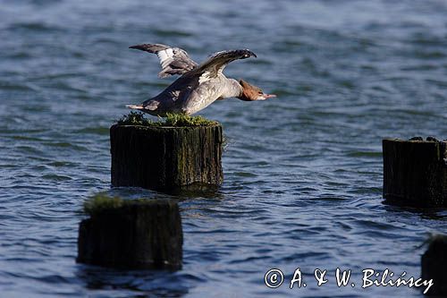 tracz nurogęś Mergus merganser, samica