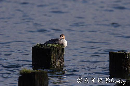 tracz nurogęś Mergus merganser, samica