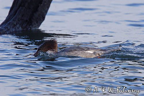 tracz nurogęś Mergus merganser, samica