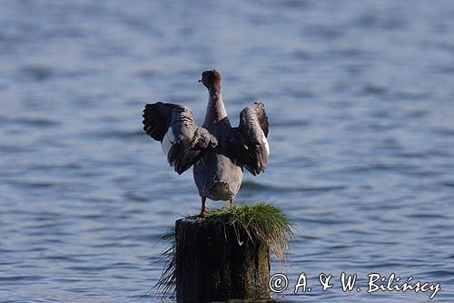 tracz nurogęś Mergus merganser, samica