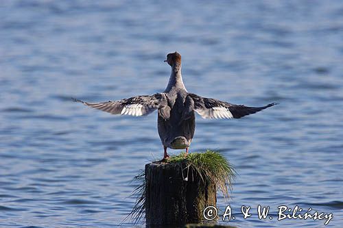 tracz nurogęś Mergus merganser, samica