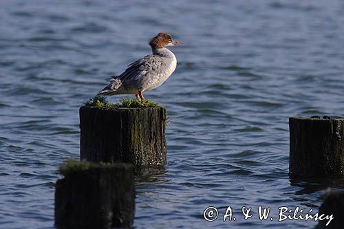 tracz nurogęś Mergus merganser, samica