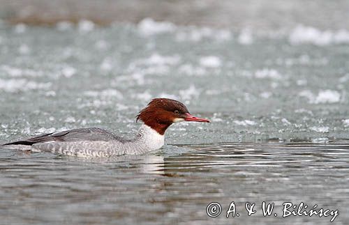 tracz nurogęś Mergus merganser, samica