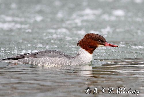 tracz nurogęś Mergus merganser, samica