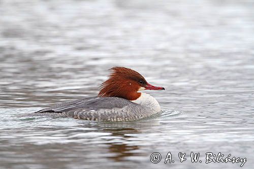 tracz nurogęś Mergus merganser, samica