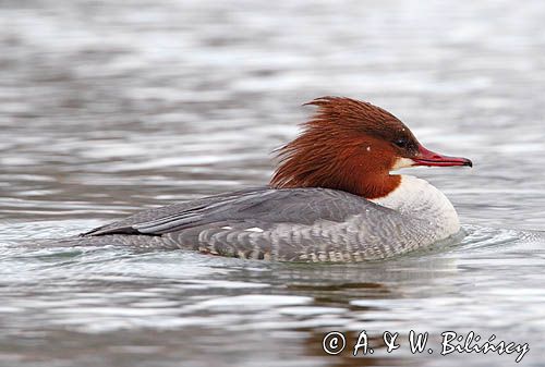 tracz nurogęś Mergus merganser, samica