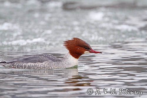 tracz nurogęś Mergus merganser, samica