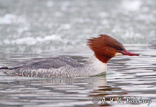 tracz nurogęś Mergus merganser, samica