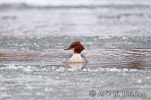 tracz nurogęś Mergus merganser, samica