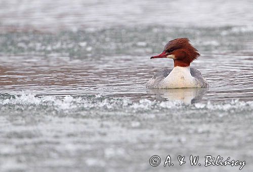 tracz nurogęś Mergus merganser, samica