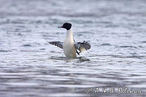 tracz nurogęś Mergus merganser, samiec