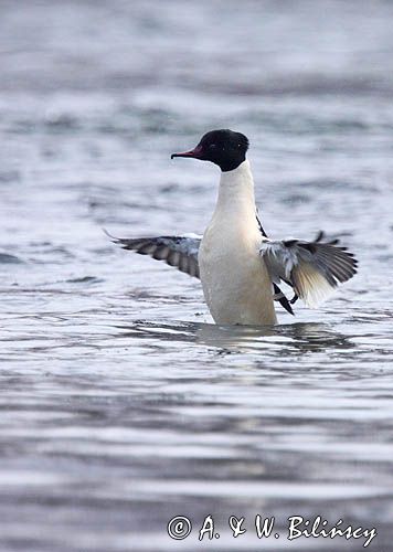 tracz nurogęś Mergus merganser, samiec