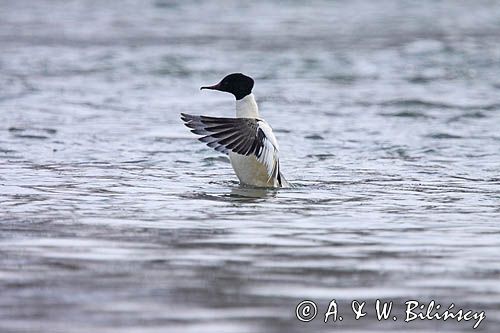 tracz nurogęś Mergus merganser, samiec