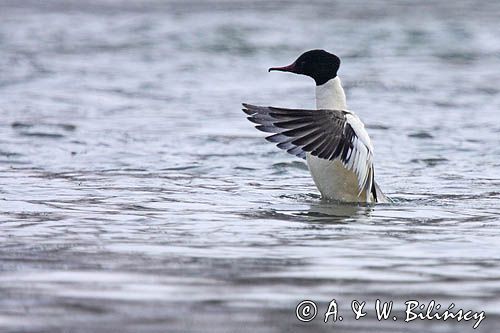 tracz nurogęś Mergus merganser, samiec