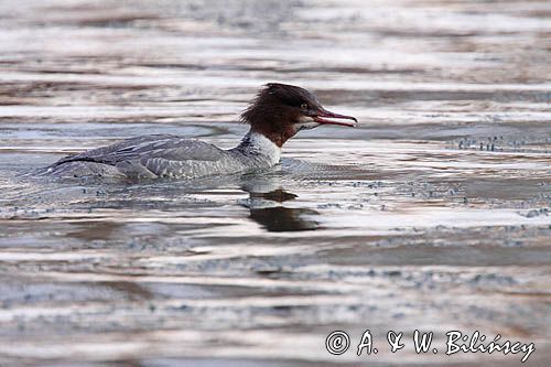 tracz nurogęś Mergus merganser, samica