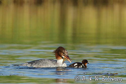 tracz nurogęś Mergus merganser, samica z pisklęciem oraz złowioną krewetką