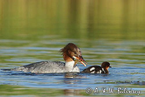 tracz nurogęś Mergus merganser, samica z pisklęciem oraz złowioną krewetką