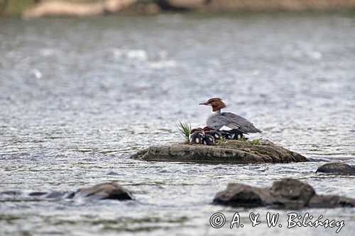 tracz nurogęś Mergus merganser, samica z pisklętami