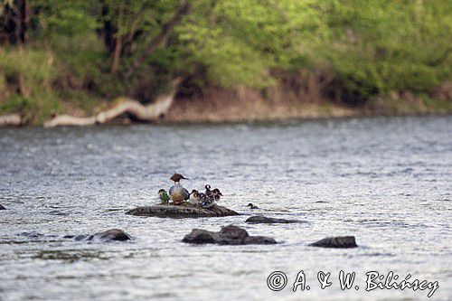 tracz nurogęś Mergus merganser, samica z pisklętami