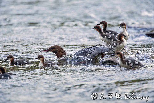tracz nurogęś Mergus merganser, samica z pisklętami