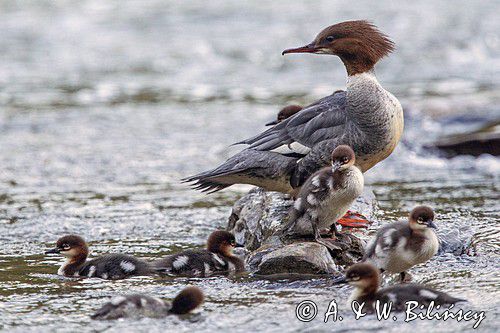 Tracz nurogęś. Mergus merganser, goosander. fot A&W Bilińscy Bank zdjęć, fotografia przyrodnicza